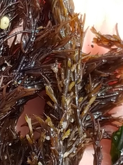 Stephanocystis geminata