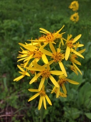 Ligularia glauca