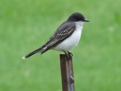 Eastern Kingbird photo 2