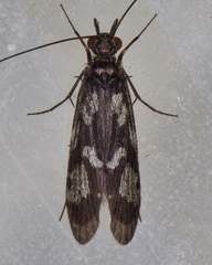 Chimarra texana