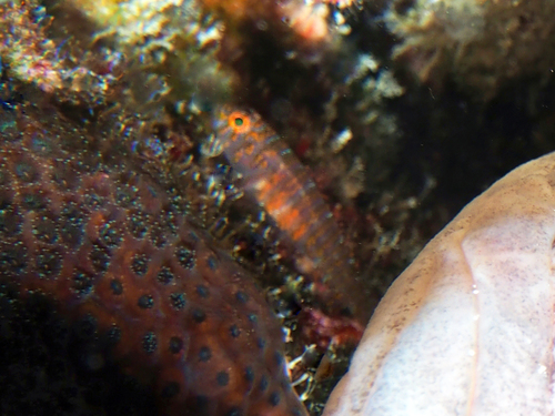 Bluegold Goby
