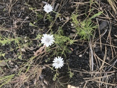 Blepharipappus scaber