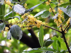 Sideroxylon foetidissimum