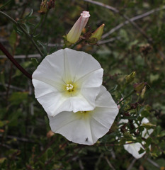 Calystegia macrostegia tenuifolia
