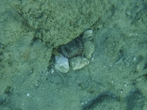 Common Octopus