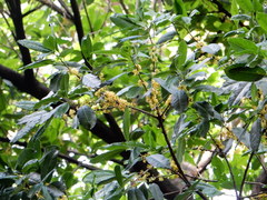 Sideroxylon foetidissimum