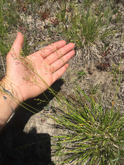 Dichanthelium depauperatum