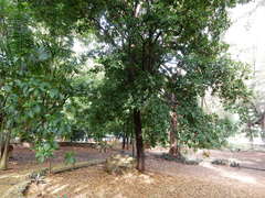 Sideroxylon foetidissimum