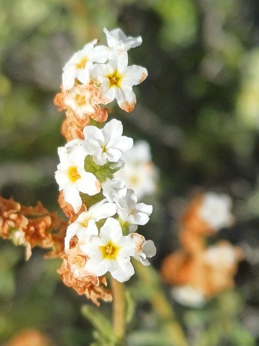 Heliotropium chenopodiaceum (Heliotropium chenopodiaceum)