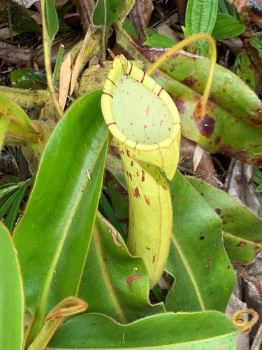 Nepenthes chaniana