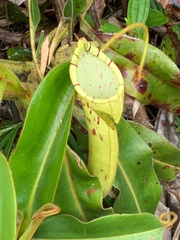 Nepenthes chaniana
