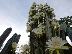 Cactaceae