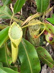 Nepenthes chaniana
