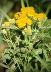 Pentanema germanicum