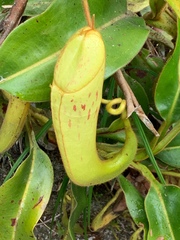 Nepenthes chaniana