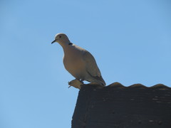 Streptopelia decaocto