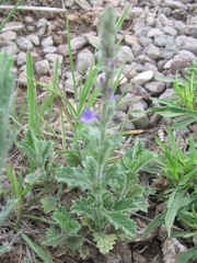 Verbena plicata