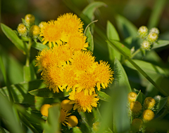 Pentanema germanicum
