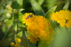 Pentanema germanicum