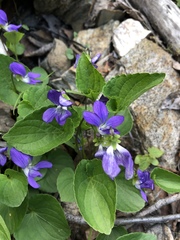 Viola nephrophylla