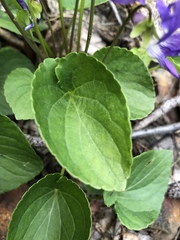 Viola nephrophylla