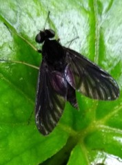Chrysopilus velutinus