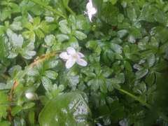 Ellisiophyllum pinnatum