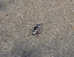 Cicindela latesignata