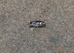 Cicindela latesignata