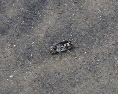 Cicindela latesignata