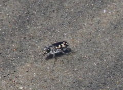 Cicindela latesignata