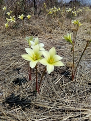 Zephyranthes concolor