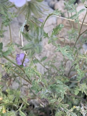Phacelia vallis-mortae