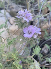 Phacelia vallis-mortae