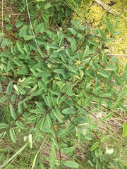 Sanguisorba officinalis