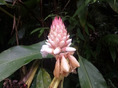 Alpinia sessiliflora
