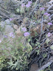 Phacelia vallis-mortae