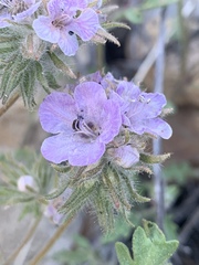 Phacelia vallis-mortae