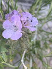 Phacelia vallis-mortae