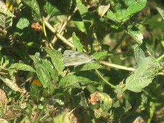 Pontia protodice