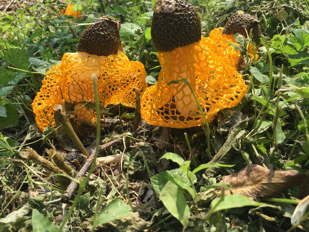 Phallus luteus · June 2016 · photo: © carrieseltzer (iNaturalist, cc0)