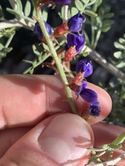 Psorothamnus arborescens minutifolius
