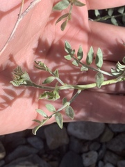 Psorothamnus arborescens minutifolius