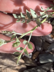 Psorothamnus arborescens minutifolius