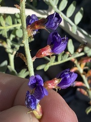 Psorothamnus arborescens minutifolius