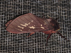 Oxycanus