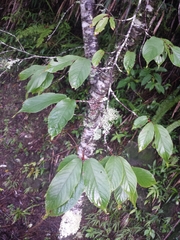 Cerasus