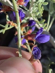 Psorothamnus arborescens minutifolius