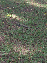 Pholidoscelis erythrocephalus