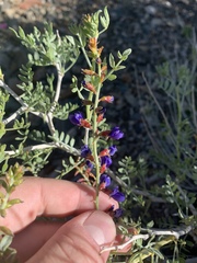 Psorothamnus arborescens minutifolius